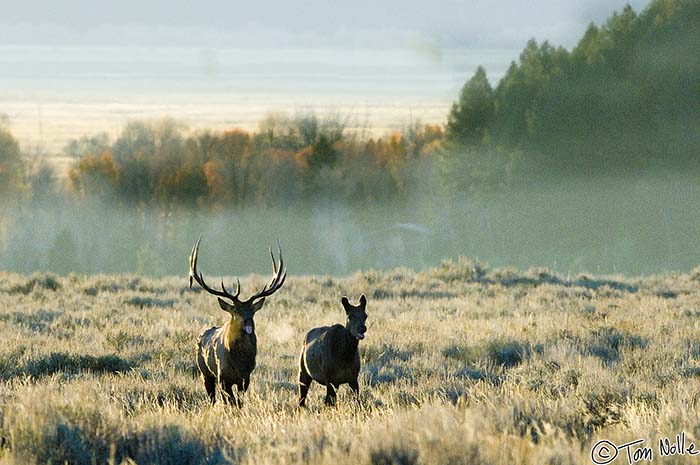 2005_Yellowstone_06D_032