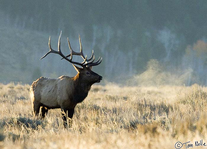 2005_Yellowstone_06D_049