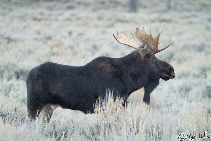 2005_Yellowstone_06S_020