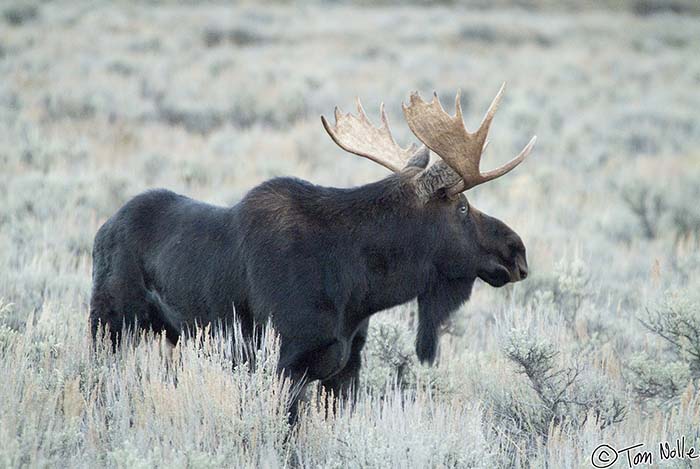 2005_Yellowstone_06S_028