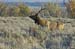 2005_Yellowstone_03D_123