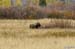 2005_Yellowstone_03D_135