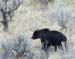 2005_Yellowstone_03D_181