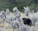 2005_Yellowstone_03D_187