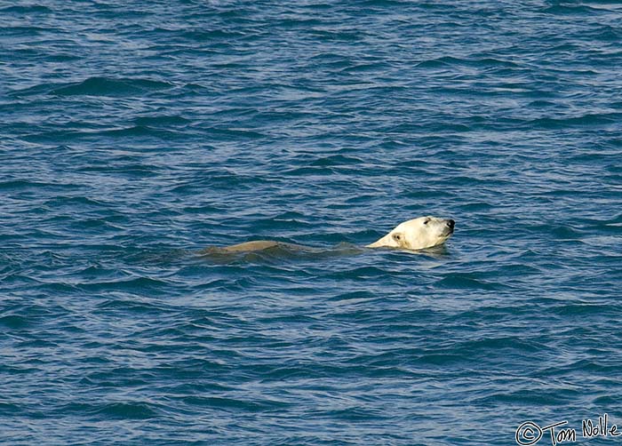 Greenland_20060906_1003_X_188