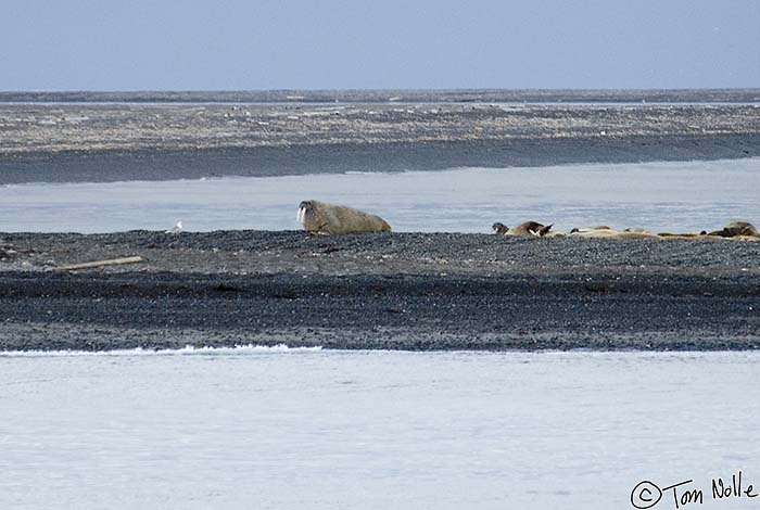 Greenland_20060906_1512_X_056