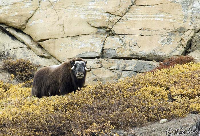 Greenland_20060913_1035_X_132