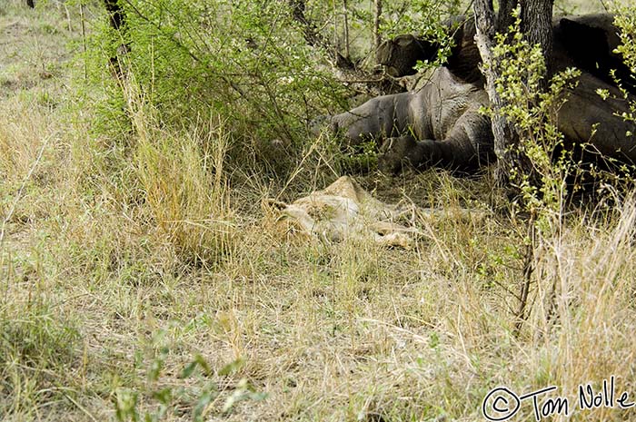 Africa_20061113_1101_071_2X