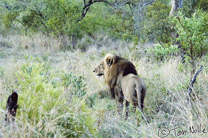 Africa_20061113_1220_175_2X