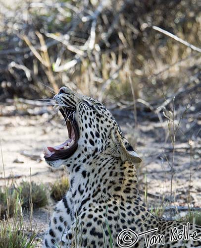 Africa_20061114_0155_074_2X