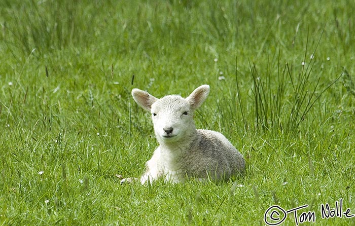 Scotland_20070518_0735_034_2X