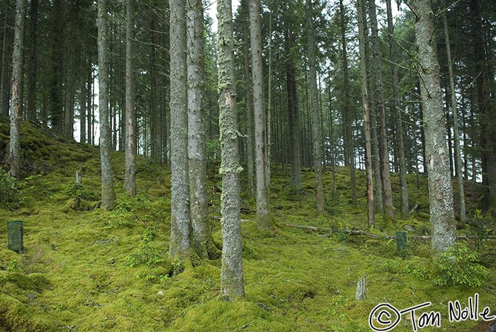 Scotland_20070519_0705_168_20