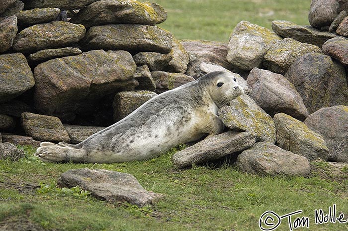 Scotland_20070522_0827_153_2X