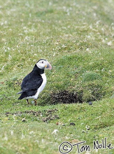 Scotland_20070524_0513_108_2X