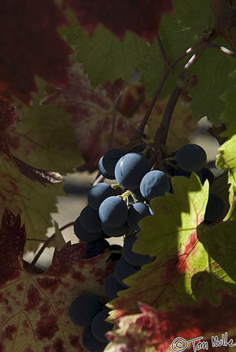 WineC_20071006_1334_006_20