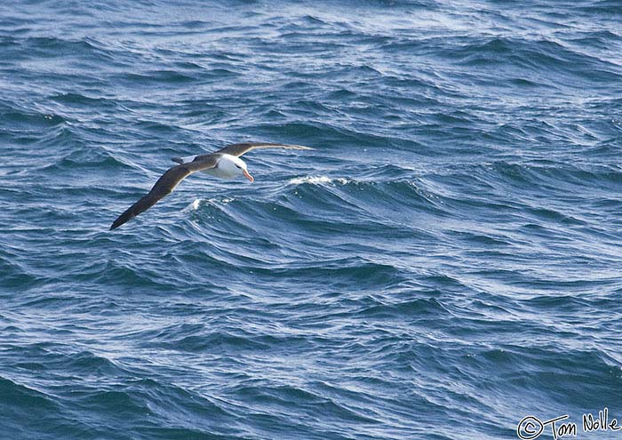 Antarctica_20080110_073814_183_2X