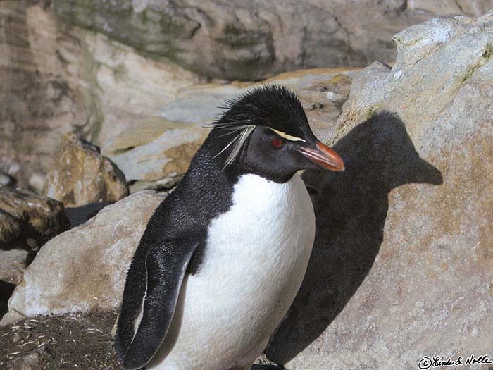 Antarctica_20080111_060651_034_S