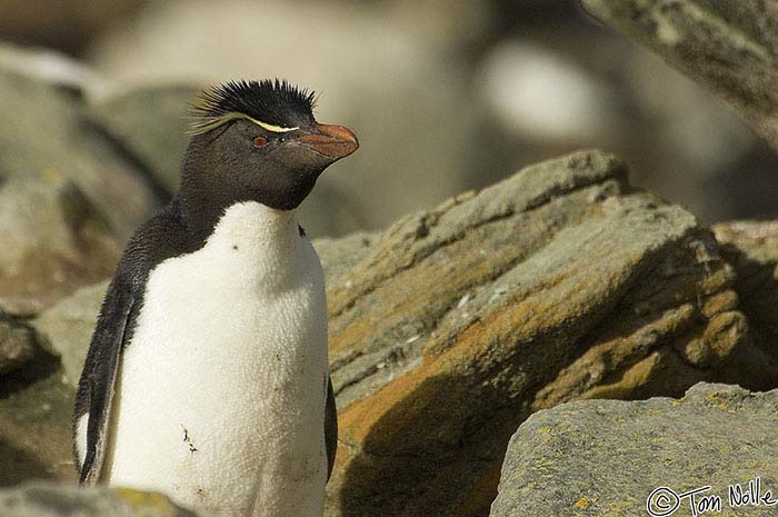 Antarctica_20080111_063920_445_2X