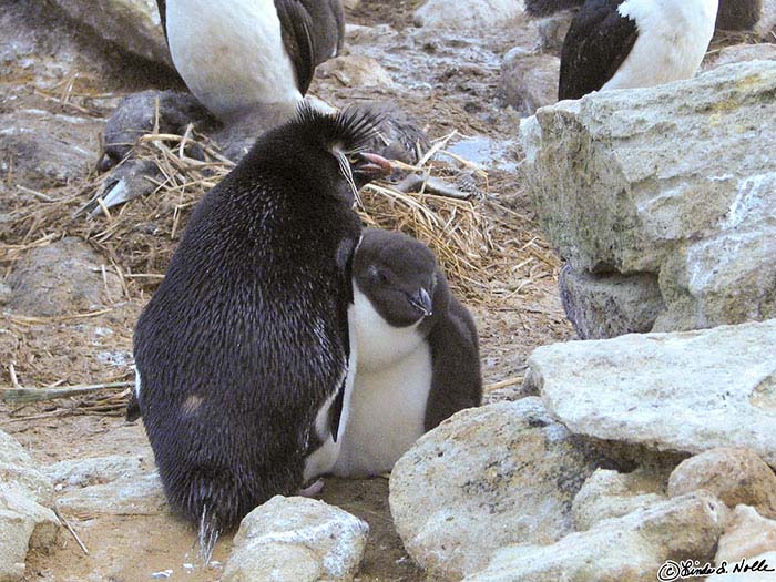 Antarctica_20080111_064358_052_S