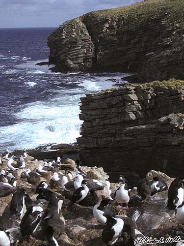 Antarctica_20080111_065905_055_S