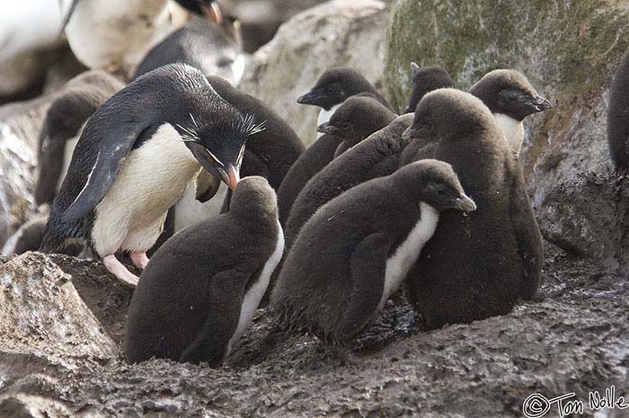 Antarctica_20080111_065924_541_2X