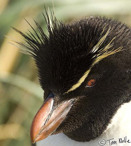 Antarctica_20080111_071706_630_2X