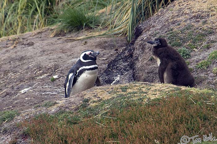 Antarctica_20080112_113734_935_2X