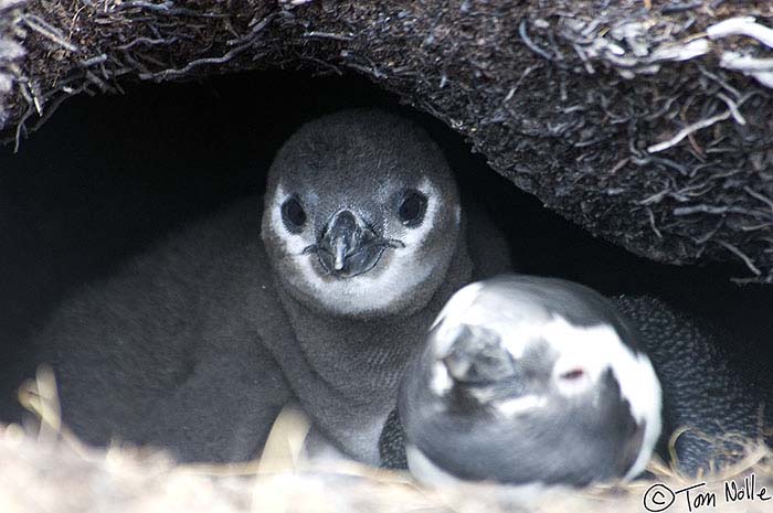 Antarctica_20080112_114432_989_2X