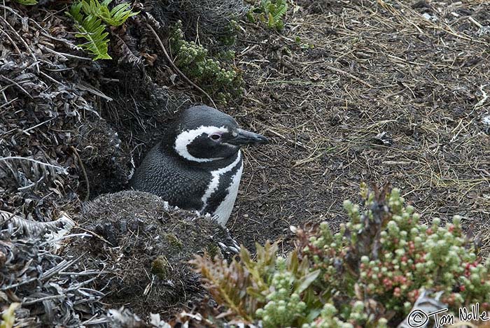 Antarctica_20080112_122342_800_20