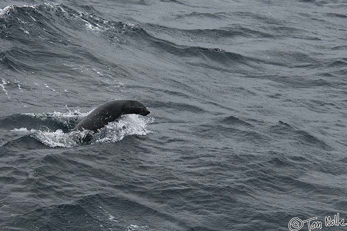 Antarctica_20080115_073002_610_2X