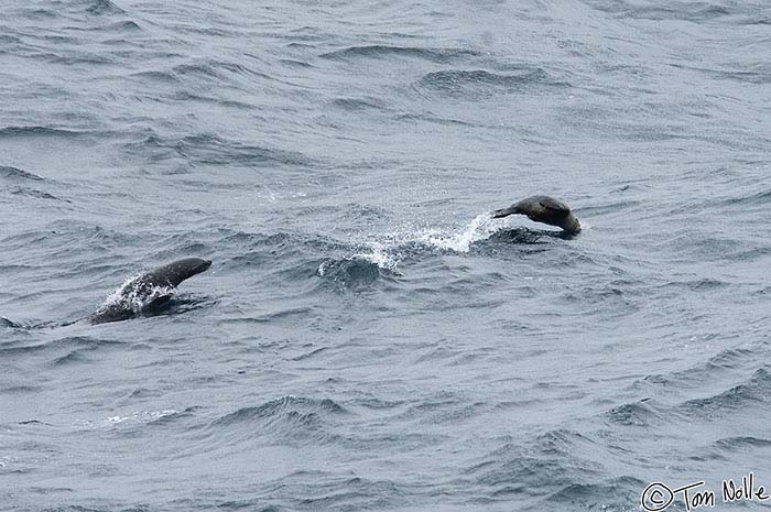 Antarctica_20080115_080556_688_2X