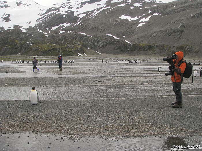 Antarctica_20080115_115729_004_S