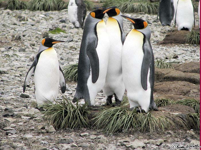 Antarctica_20080115_125800_008_S