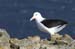 Antarctica_20080111_070658_567_2X