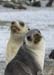 Antarctica_20080115_123918_779_2X