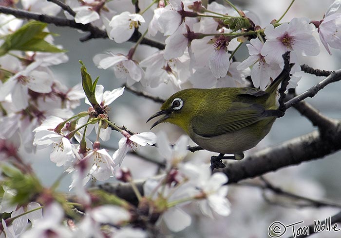 Japan_20080408_211556_150_2X.jpg - A Japanese White-eye perches on a branch covered with cherry blossoms at Philosophers' Walk, Kyoto Japan.