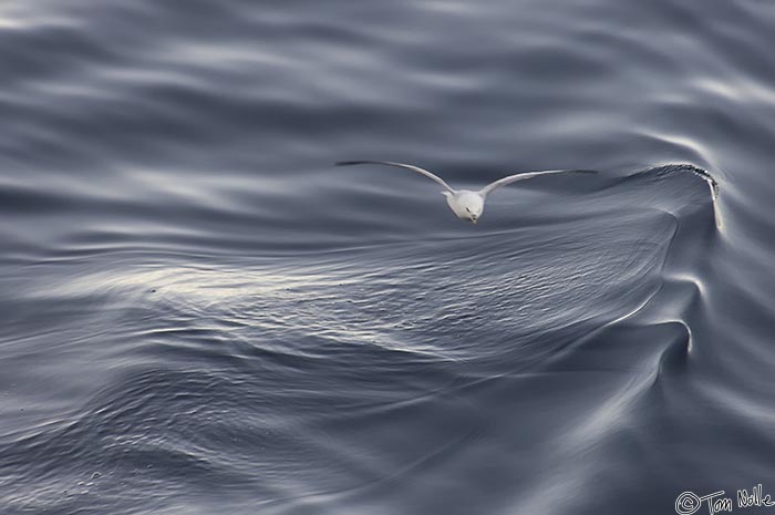 ArcticQ_20080829_084854_002_2X.jpg - A fulmar hovers over an area of rough water hoping for a meal.  Cape York, Nunavut, Canada.