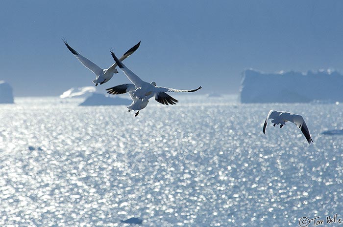 ArcticQ_20080830_095544_880_2X.jpg - Wary of hunters, these snow geese take off to avoid hikers.  Qaanaaq Greenland.