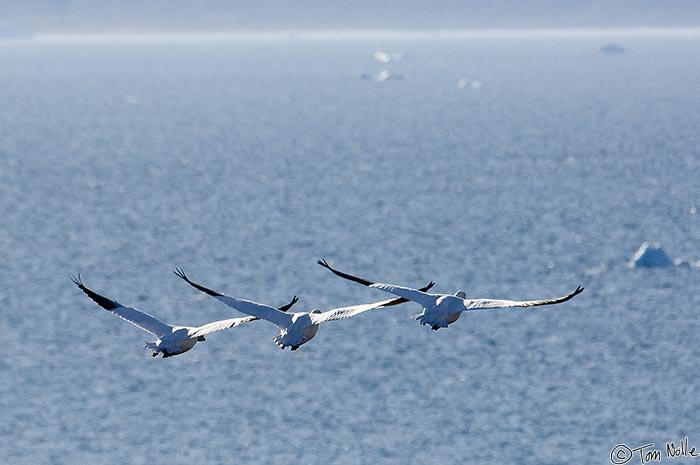 ArcticQ_20080830_095552_884_2X.jpg - Three snow geese soar above the bay in Qaanaaq Greenland.