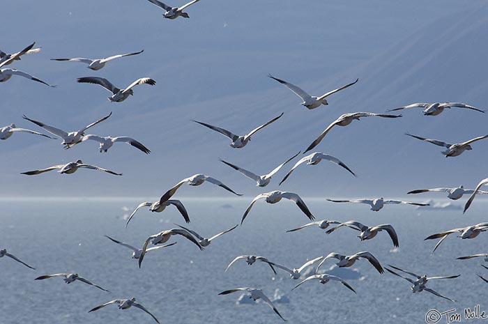 ArcticQ_20080830_095602_889_2X.jpg - Snow geese taking flight create a chaotic image in Qaanaaq Greenland.