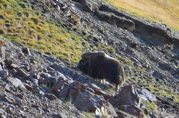 ArcticQ_20080831_102558_221_2X.jpg - A musk ox climbs a fairly steep slope up from the glacier to the highland area.  Etah Greenland.