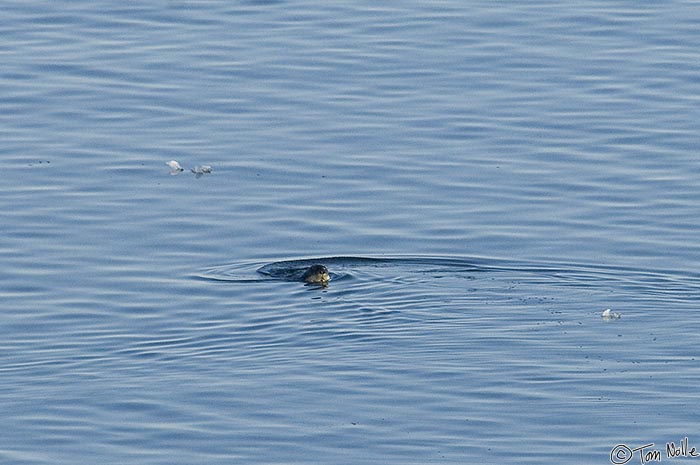 ArcticQ_20080831_151014_397_2X.jpg - A seal off the northwest coast of Greenland swims a lazy S curve as he checks out the ship.