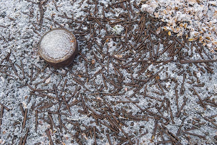 ArcticQ_20080901_102400_363_20.jpg - Nails that are relics of the age of polar exploration are scattered in the light snow at Fort Conger, Ellesmere Island, Canada.  This is at the very end of the period of perpetual daylight at this latitude so it's about as warm as it gets.