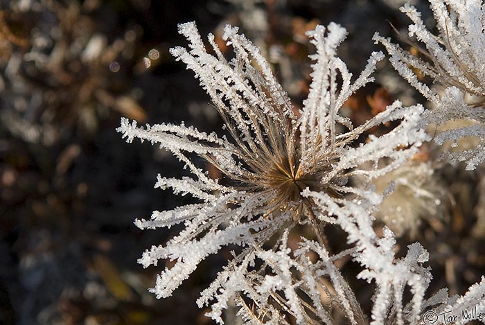 ArcticQ_20080903_110918_036_20.jpg - Sea fog condensing and freezing on plant growth creates a strange cold beauty on Skraeling Island, Nunavut, Canada.