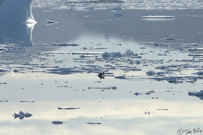 ArcticQ_20080903_141018_017_2X.jpg - A pair of walrus appear on an ice flow as we head south toward the mouth of Alexander Bay, Bache Peninsula Ellesmere Island, Nunavut, Canada.