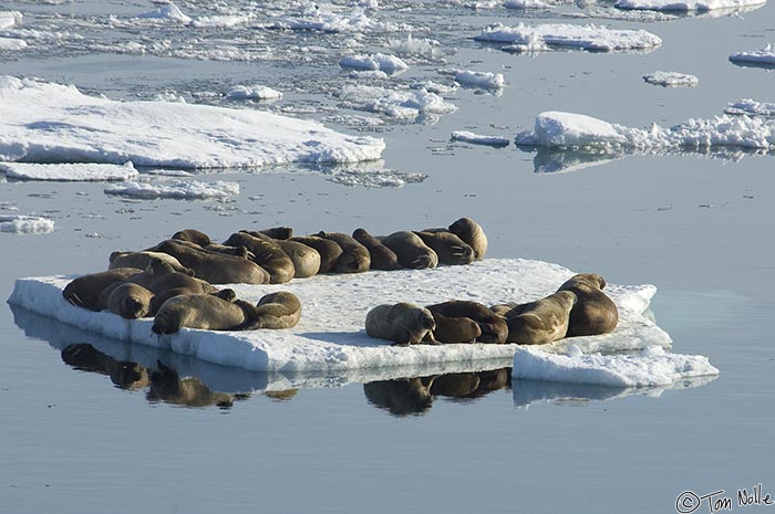 ArcticQ_20080903_144310_166_2X.jpg - A larger group of walrus lazes on ice in Nares Strait betwen Ellesmere Island and Greenland.