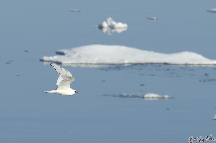 ArcticQ_20080903_145204_194_2X.jpg - This gull isn't rare in the Arctic but it's still a treat to see one.  Nares Strait betwen Ellesmere Island and Greenland.