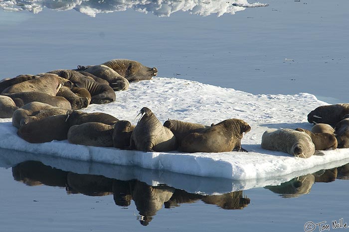 ArcticQ_20080903_145842_221_2X.jpg - Tightly packed walrus often irritate each other, and one here is rearing up to show displeasure over the crowding.  Nares Strait betwen Ellesmere Island and Greenland.