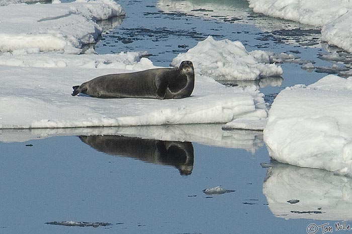 ArcticQ_20080903_150750_247_2X.jpg - This is the largest variety of seal found in this area.  Nares Strait betwen Ellesmere Island and Greenland.