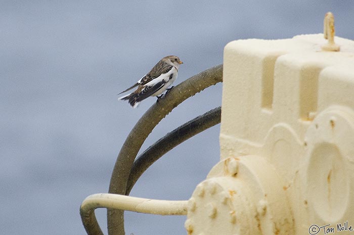 ArcticQ_20080904_072734_313_2X.jpg - A snow bunting huddles on the superstructure of the ship, having come aboard while we were near land and now stranded till we get closer to Coburg Island.  Nares Strait betwen Ellesmere Island and Greenland.